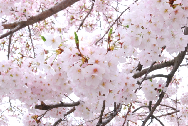 明石公園の桜の見ごろは?開花は?ライトアップされる?花見の屋台は?