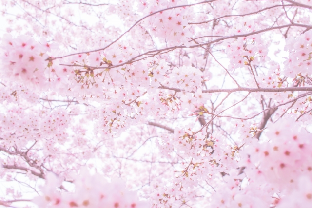 亀城公園の桜の見頃は?花見のライトアップの時間は?屋台はでる?