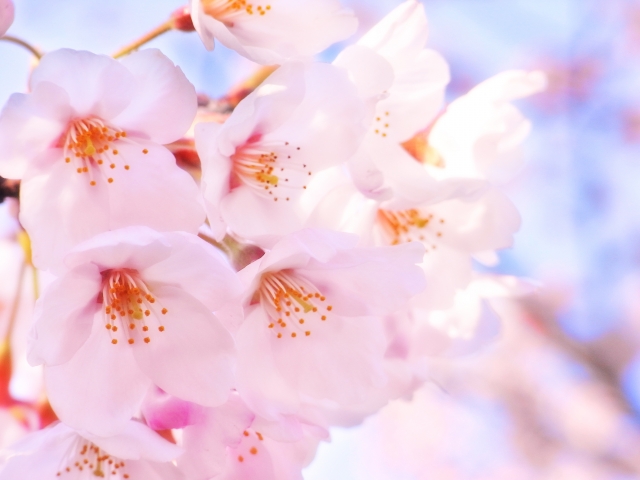 九華公園の桜について 駐車場はある?開花時期は?ライトアップは?