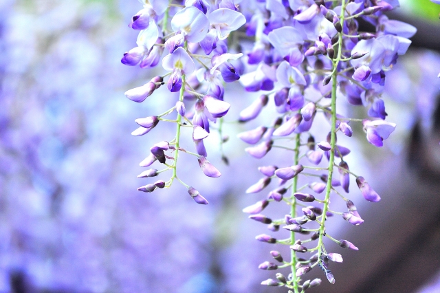 天王川公園の藤まつり 藤の見ごろは?開花状況は?ライトアップはされる?