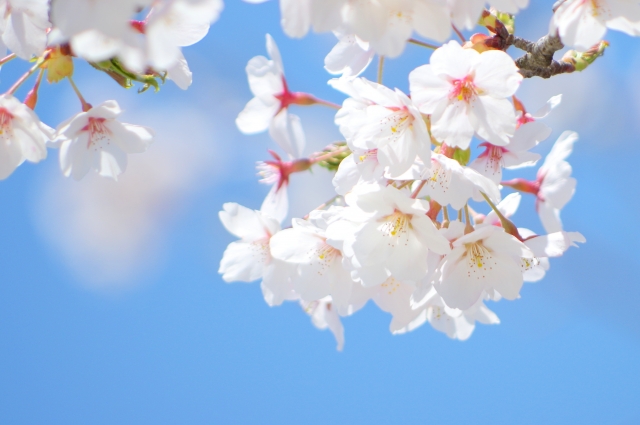 東谷山フルーツパークの桜 花見の見頃は?開花状況は?混雑してる?