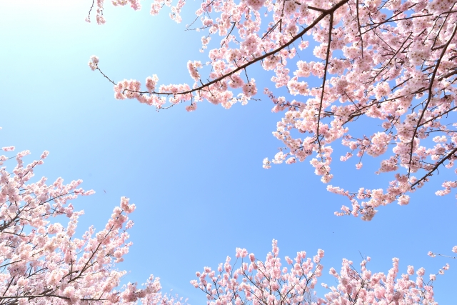 大池公園の桜の見頃は?開花の時期は?ライトアップや屋台はある?